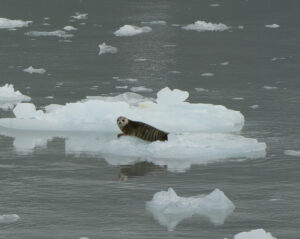 Robben vor dem Tiger Glacier