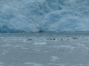 Robben vor dem Tiger Glacier