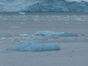 Robben vor dem Tiger Glacier