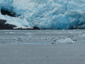 Robben vor dem Tiger Glacier