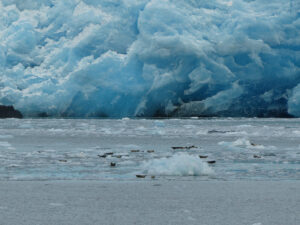 Robben vor dem Tiger Glacier