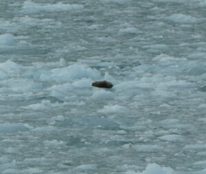 Robben vor dem Tiger Glacier