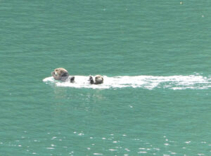 Seeotter