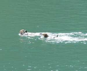 Seeotter
