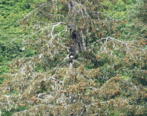 Weißkopfseeadler
