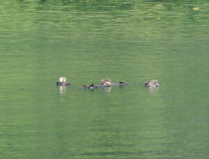 Seeotter
