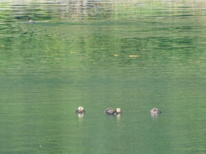 Seeotter