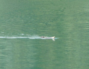 Seeotter