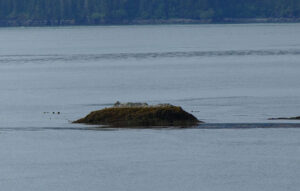 Seeotter