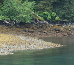 Reiher
