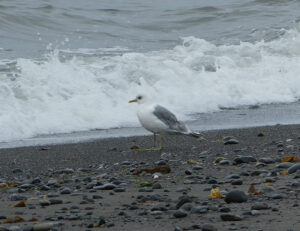 Strand am Homer Spit