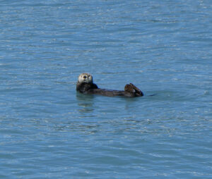 Seeotter
