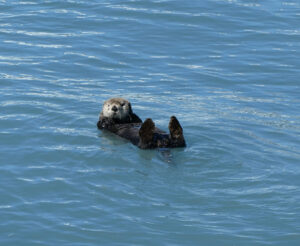 Seeotter