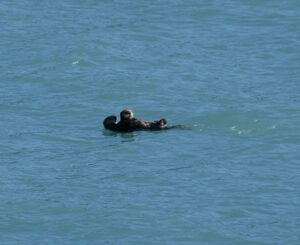 Seeotter