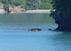Aialik Bay