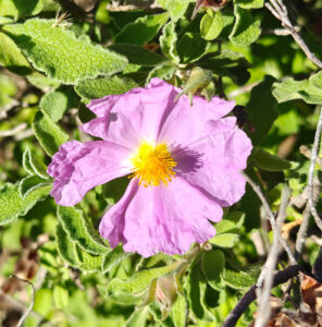 Zistrose