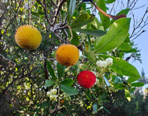 Erdbeerbaum