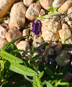 wilder Lavendel