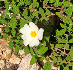 Zistrose