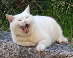 Felliger Korse