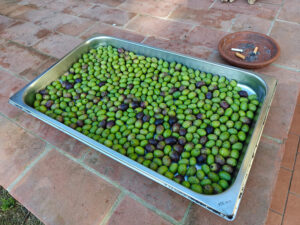 Fattoria Vialto