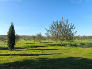 Fattoria Vialto