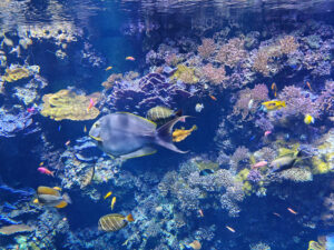 Aquarium