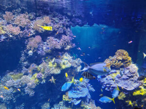 Aquarium
