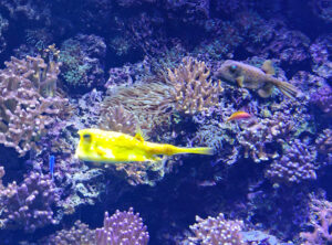 Aquarium