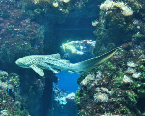 Aquarium