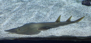 Aquarium