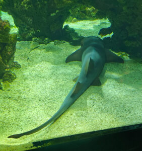 Aquarium