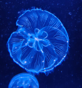 Aquarium