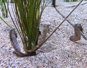 Aquarium