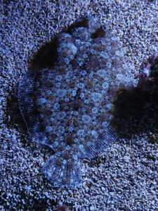 Aquarium