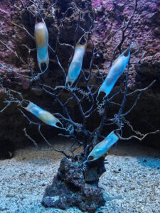 Aquarium