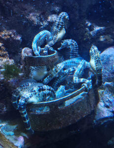 Aquarium