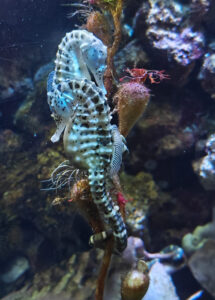 Aquarium