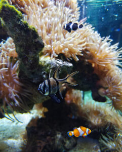 Aquarium