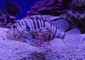 Aquarium