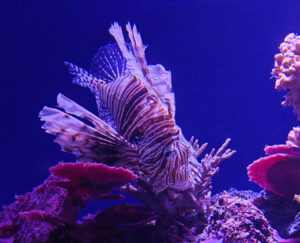 Aquarium