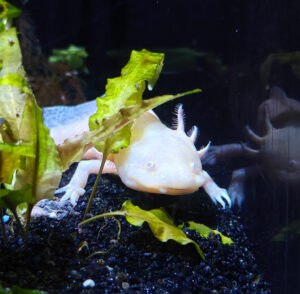 Aquarium