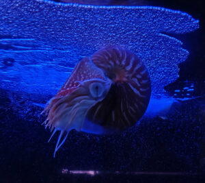 Aquarium
