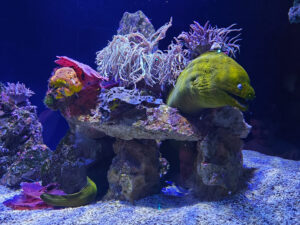 Aquarium