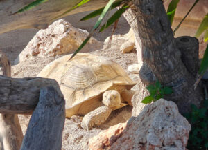 Schildkröten