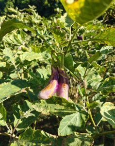 Aubergine