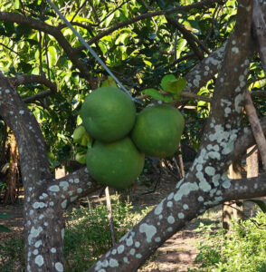 Grapefruit