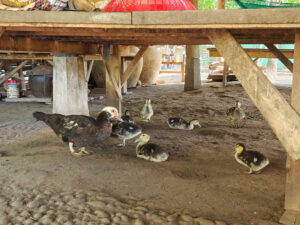 Besuch im traditionellen Holzhaus