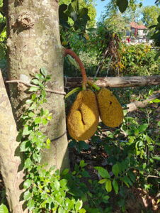 Jackfruit