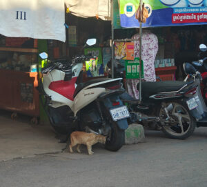 Marktkater